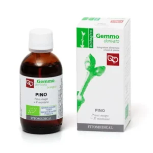 Pino -Pinus Montana o Mugo-