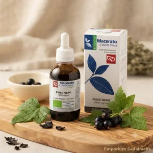 Ribes Nero macerato da pianta fresca su tavolo